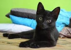 ¿Qué significa soñar con un gato negro que te muerde la mano?