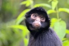 ¿Qué tipo de mamifero es el chimpancé?