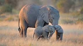 cuanto pesa un elefante al nacer