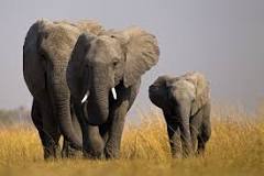 ¿Cuánto pesa un elefante grande?