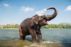 ¿Cuánto pesa un elefante grande?