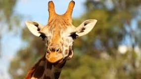 ¿Cómo se llama el sonido de las jirafas?