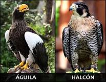 ¿Quién tiene mejor vista el águila o el halcón?
