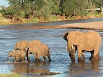 texto informativo de los elefantes introducción desarrollo y conclusión