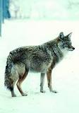 Coyote en Veracruz: Una Mirada a su Hábitat Natural. - 3 - febrero 11, 2023