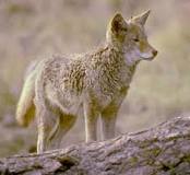 ¿Cuál es la region natural del coyote?