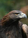 ¿Cuál es el mecanismo de defensa del águila?