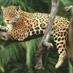La Extinción del Jaguar: ¿Qué la Está Causando?