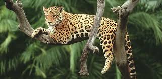 La Extinción del Jaguar: ¿Qué la Está Causando? - 3 - febrero 11, 2023