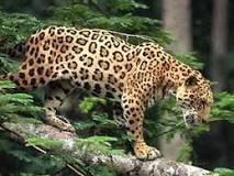 como cuidar el lugar donde vive el jaguar