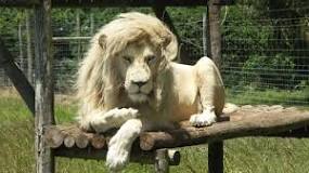 caracteristicas de los leones blancos