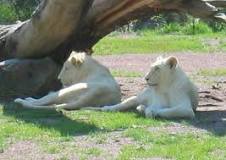 ¿Cuáles son las características de los leones blancos?