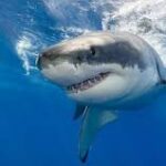 Tiburones de Altamar: Una Mirada a sus Características