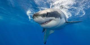 Tiburones de Altamar: Una Mirada a sus Características - 3 - febrero 11, 2023