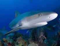 ¿Cuáles son las características de los tiburones que viven en el mar?