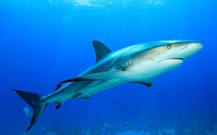 ¿Cuál es el hábitat de los tiburones?