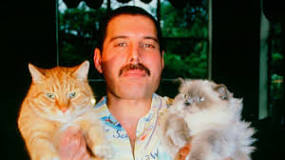 La pasión de Freddie Mercury por los gatos - 3 - febrero 16, 2023