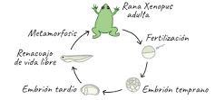 ¿Cómo es el desarrollo de la rana?