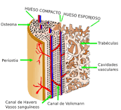 ¿Qué estructura pasa por la osteona?