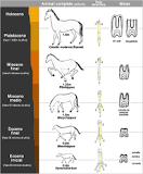 darwin y wallace y la evolucion del caballo