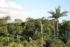 ¿Cuál es la diferencia entre la selva y la jungla?