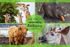 ¿Dónde habitan los animales herbívoros en México?