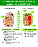¿Cuál es la diferencia entre la célula animal y vegetal?