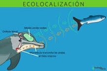 ¿Cuáles son los animales que utilizan la ecolocalización?