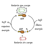 ¿Cómo se utiliza la energía del ATP?