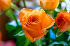 El Color de la Belleza: Por qué el Color de las Flores Importa - 3 - marzo 3, 2023