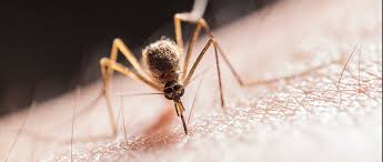 ¡Mosquitos Picando sin Piedad! - 19 - febrero 17, 2023
