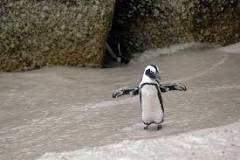¡Volando Pingüinos! - 3 - febrero 11, 2023