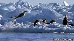 vuelan los pingüinos