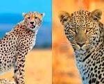 Explorando los diferentes tipos de leopardos
