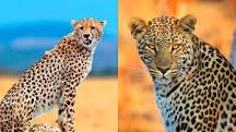 Explorando los diferentes tipos de leopardos - 3 - febrero 11, 2023