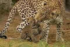 cuánto pesa un leopardo