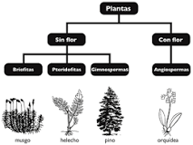 ¿Qué son las plantas y partes de las plantas?