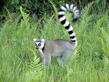 El costo de tener un Lemur como mascota - 3 - febrero 19, 2023