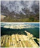 marco teorico de la deforestacion