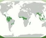 Selvas del Mundo: Explorando los Cinco Continentes