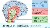 ¿Cuál es el cerebro pensante?