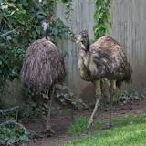 ¿Cuál es su país de origen los emú?