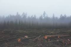 ¿Cuántas hectáreas se pierden por la deforestación al año?