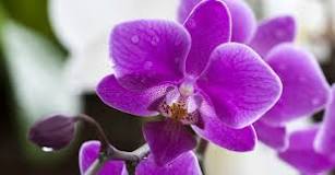 ¿Cuánto se demora en salir la flor de la orquídea?