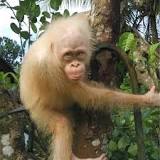 ¿Cuántos orangután de Borneo hay en el mundo?