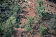 ¿Qué es la deforestación resumen corto?