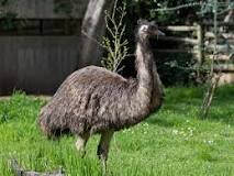¿Qué es un emú y dónde viven?