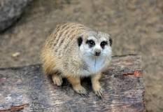 ¿Qué significa la palabra suricata?