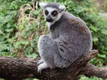 Lemur Rae: La Impresionante Espécie Endémica de Madagascar - 3 - febrero 19, 2023