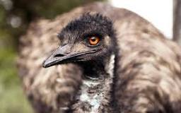 La Guerra de los Emus - 3 - febrero 19, 2023